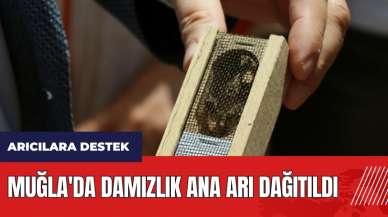 Muğla'da arıcılara destek! Damızlık Ana Arı dağıtıldı