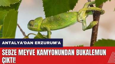 Sebze meyve kamyonundan bukalemun çıktı!