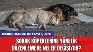 Sokak köpeklerine yönelik düzenlemede neler değişiyor? Madde madde ortaya çıktı!