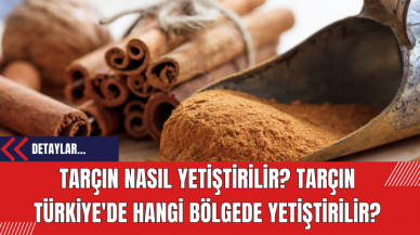 Tarçın Nasıl Yetiştirilir? Tarçın Türkiye'de Hangi Bölgede Yetiştirilir?