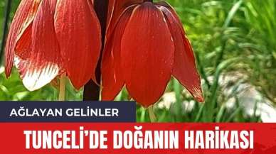 Tunceli'nin doğa harikası! Dokunmaya kıyamıyorlar