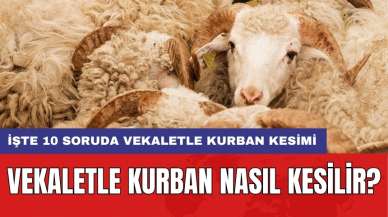 Vekaletle kurban nasıl kesilir? İşte 10 soruda vekaletle kurban kesimi