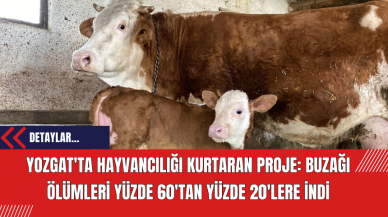 Yozgat'ta Hayvancılığı Kurtaran Proje: Buzağı Ölümleri Yüzde 60'tan Yüzde 20'lere İndi