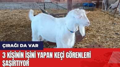 3 kişinin işini yapan keçi görenleri şaşırtıyor