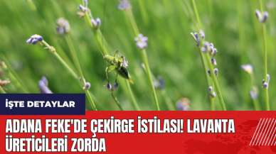 Adana Feke'de çekirge istilası! Lavanta üreticileri zorda