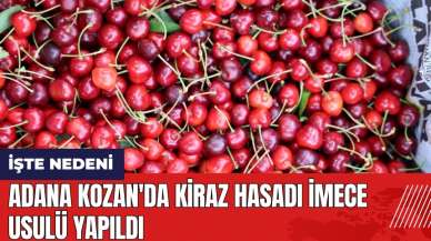 Adana Kozan'da kiraz hasadı imece usulü yapıldı! İşte nedeni