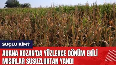 Adana Kozan'da yüzlerce dönüm ekili mısırlar susuzluktan yandı! Suçlu kim?