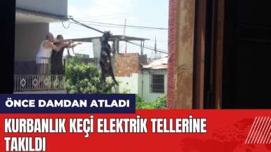 Adana'da damdan atlayan kurbanlık keçi elektrik tellerine takıldı