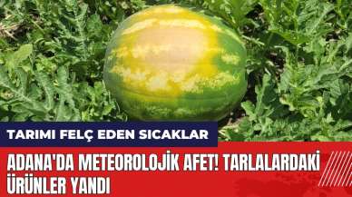 Adana'da meteorolojik afet! Tarlalardaki ürünler yandı