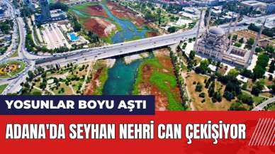 Adana'da Seyhan Nehri can çekişiyor! Yosunlar boyu aştı