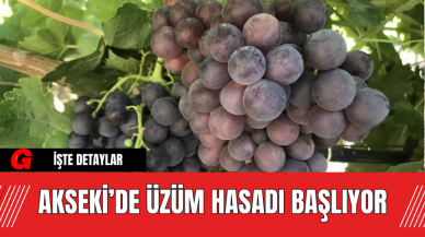 Akseki’de Üzüm Hasadı Başlıyor