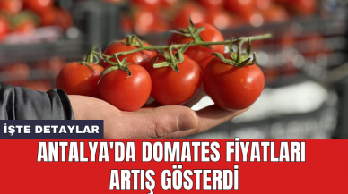 Antalya'da domates fiyatları artış gösterdi