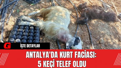 Antalya'da Kurt Faciası: 5 Keçi Telef Oldu