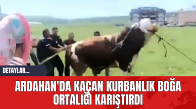 Ardahan'da Kaçan Kurbanlık Boğa Ortalığı Karıştırdı