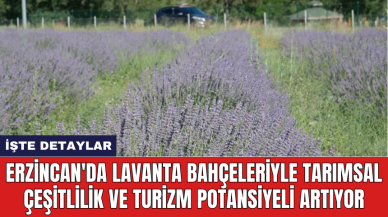 Erzincan'da lavanta bahçeleriyle tarımsal çeşitlilik ve turizm potansiyeli artıyor