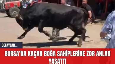 Bursa'da Kaçan Boğa Sahiplerine Zor Anlar Yaşattı