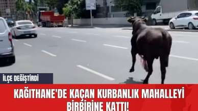 Kağıthane'de Kaçan Kurbanlık Mahalleyi Birbirine Kattı! İlçe Değiştirdi