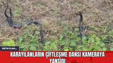 Karayılanların Çiftleşme Dansı Kameraya Yansıdı