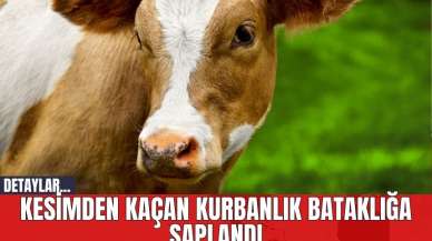 Kesimden Kaçan Kurbanlık Bataklığa Saplandı