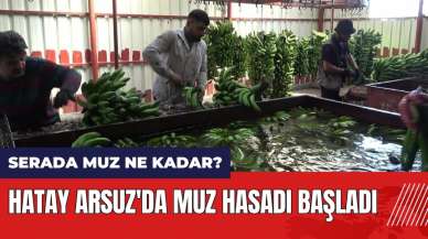 Hatay Arsuz'da muz hasadı başladı! Serada muz ne kadar?