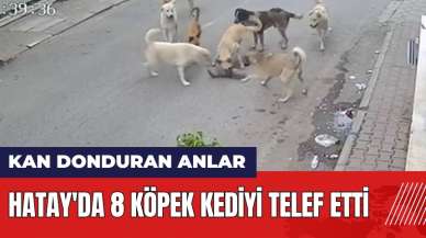 Hatay'da 8 köpek kediyi telef etti