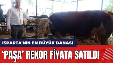 Isparta'nın en büyük danası Paşa rekor fiyata satıldı