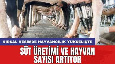 Kırsal kesimde hayvancılık yükselişte: Süt üretimi ve hayvan sayısı artıyor