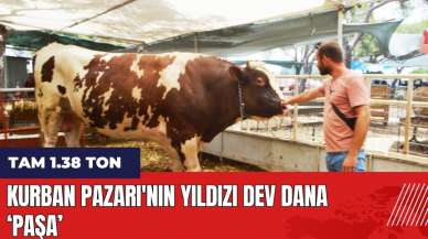 Kurban Pazarı'nın yıldızı dev dana 'Paşa'