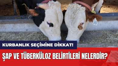 Kurbanlık hayvan seçimine dikkat! Şap ve tüberküloz belirtileri nelerdir?