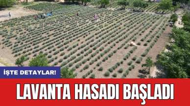 Lavanta hasadı başladı