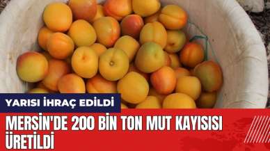 Mersin'de 200 bin ton Mut kayısısı üretildi