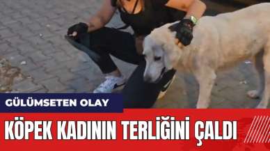 Muğla Milas'ta köpek kadının terliğini çaldı