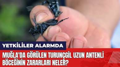 Muğla'da görülen Turunçgil Uzun Antenli Böceği nedir? Zararları nelerdir?