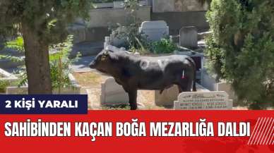 Sahibinden kaçan boğa mezarlığa daldı: 2 yaralı