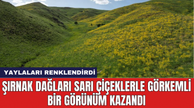 Şırnak dağları sarı çiçeklerle görkemli bir görünüm kazandı