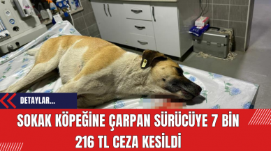 Sokak Köpeğine Çarpan Sürücüye 7 Bin 216 TL Ceza Kesildi