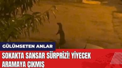 Sokakta sansar sürprizi! Yiyecek aramaya çıkmış