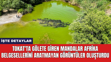 Tokat'ta gölete giren mandalar Afrika belgesellerini aratmayan görüntüler oluşturdu