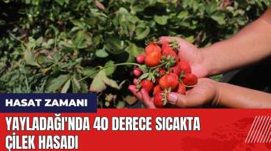 Yayladağı'nda 40 derece sıcakta çilek hasadı