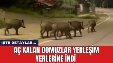 Aç kalan domuzlar yerleşim yerlerine indi