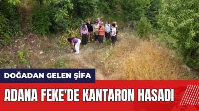 Adana Feke'de kantaron hasadı