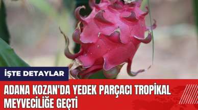 Adana Kozan'da yedek parçacı tropikal meyveciliğe geçti