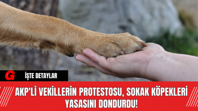 AKP'li Vekillerin Protestosu, Sokak Köpekleri Yasasını Dondurdu!