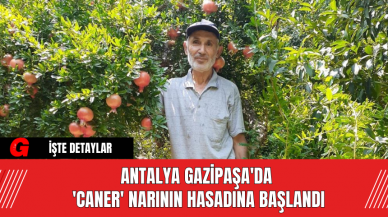 Antalya Gazipaşa'da 'Caner' Narının Hasadına Başlandı