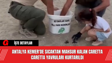 Antalya Kemer'de Sıcaktan Mahsur Kalan Caretta Caretta Yavruları Kurtarıldı