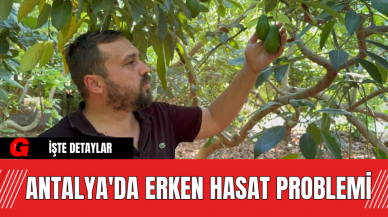 Antalya'da Erken Hasat Problemi