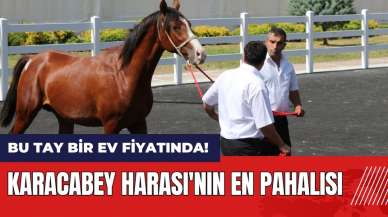 Bu tay bir ev fiyatında! Karacabey Harası'nın en pahalısı