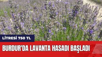 Burdur'da lavanta hasadı başladı