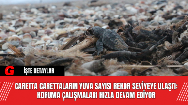 Caretta Carettaların Yuva Sayısı Rekor Seviyeye Ulaştı: Koruma Çalışmaları Hızla Devam Ediyor