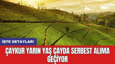 ÇAYKUR yarın yaş çayda serbest alıma geçiyor